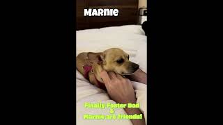 Video preview image #1 Chihuahua-Unknown Mix Puppy For Sale in San Francisco, CA, USA