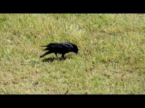 Rabenkrähe versteckt Futter