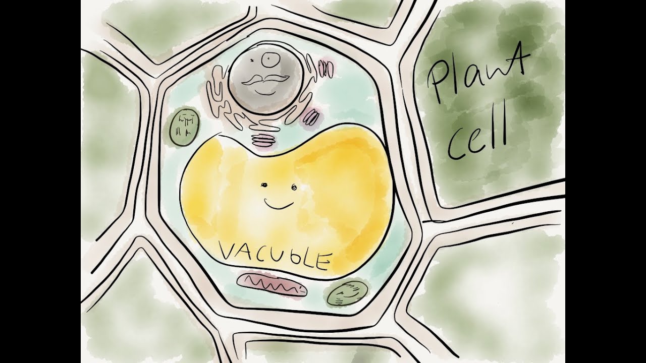 บทที่ 9 Vacuole