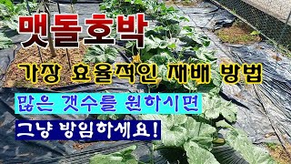 [텃밭농부 1,981]  맷돌호박을 가장 효율적으로 키우는 방법. #맷돌호박재배