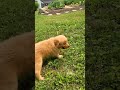 Golden Retriever dogs for sale: Roscoe - Video 1