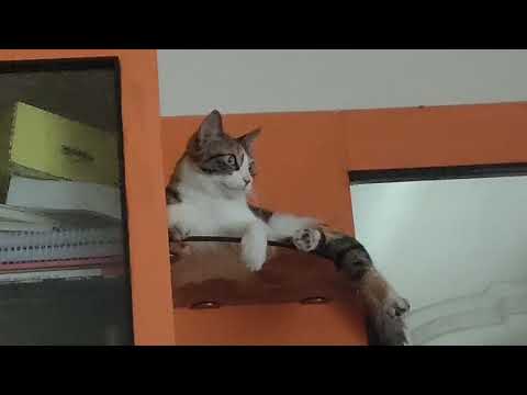 #798#catsplayatoyrat#catsenjoy#catshappy#catsmartpaws#ytsudio#shortsvideoviral2025 