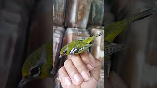 Download lagu Aneh & langka❓burung ini mirip sirtu dan pleci #shorts #video #burung mp3 Download lagu Aneh & langka❓burung ini mirip sirtu dan pleci #shorts #video #burung mp3