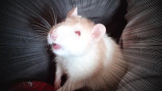 Cute rat licking my finger