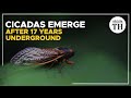 Billions of Brood X cicadas emerge in U.S. after 17 years underground