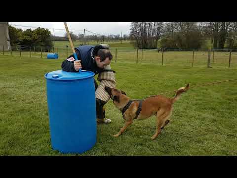 L arche de nos compagnons