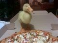 Baby Duck Eating Pizza Hut