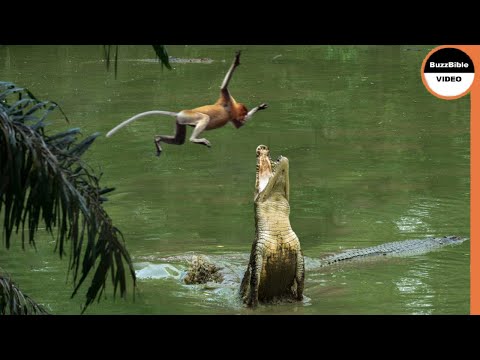 This Monkey Jumps Straight Into a Crocodile's Trap