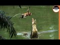 This Monkey Jumps Straight Into A Crocodile S Trap