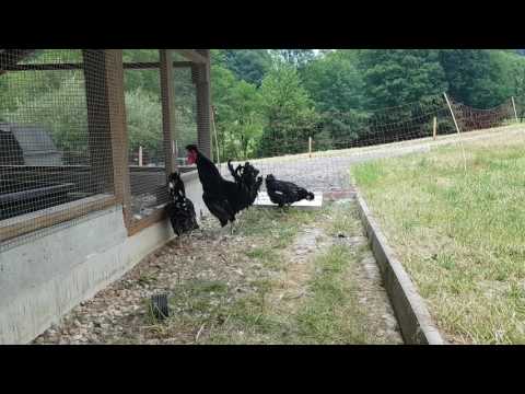 HAHN KRÄHT 18 SEKUNDEN!  - Sandschak  (Lang) Kräher