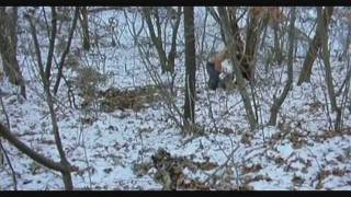 Весна лето осень зима и снова веснаwmv