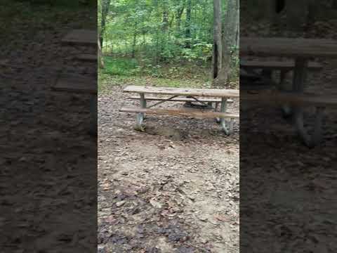 Video of the campsite unoccupied