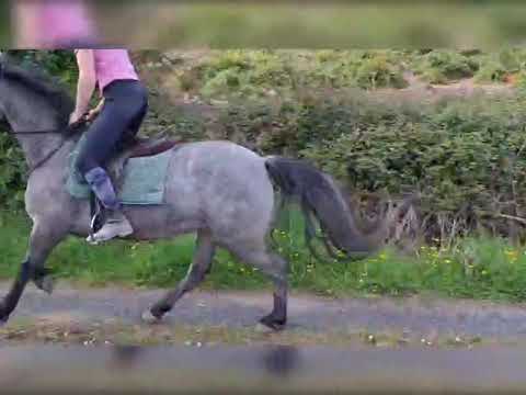 Horse - Image 2