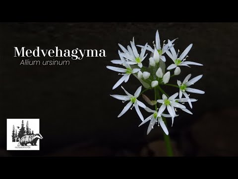Medvehagyma