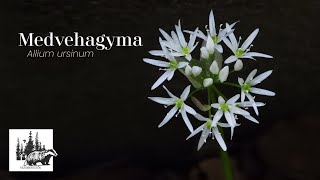 Medvehagyma – fajismertető videó