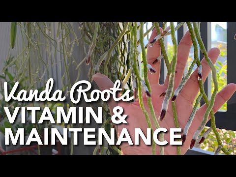 , title : 'HEALTHY & ACTIVE VANDA ROOT TIPS | Vitamin & Maintenance for Orchid Roots | Vanda Orchid Care'