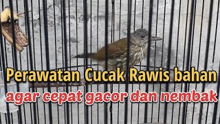 Download lagu Caring for Cucak Rawis birds so they sing quickly mp3 Download lagu Caring for Cucak Rawis birds so they sing quickly mp3