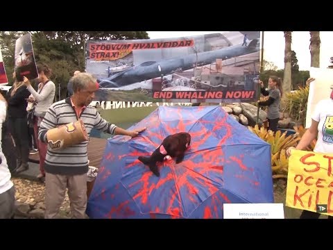 TJ UFSC 17/09/18 - Votação Caça às Baleias // Semana Acadêmica Biologia UFSC