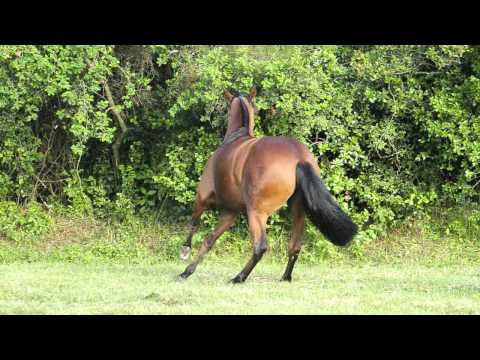 Cabanha Guanabara - Mala de Garupa