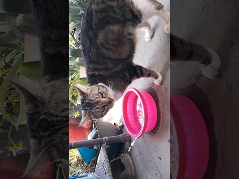 Mishka Barrows Coco's Tracker