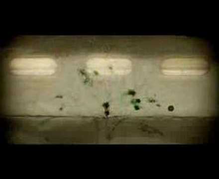 Ev Kedisi - Kutu Kutu Pense