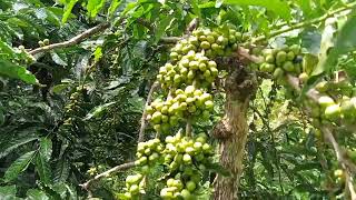 Download lagu jenis kopi robusta klon kriting sangat genjah mp3