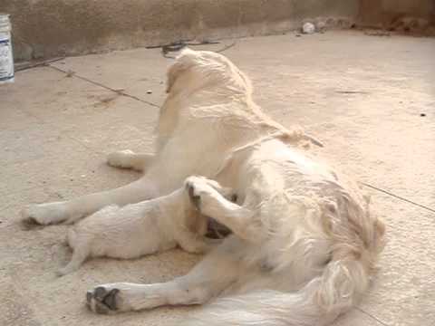 English Cream Golden Retriever puppies with their dad
