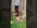 Red Panda Got Scared by a Rock #shorts