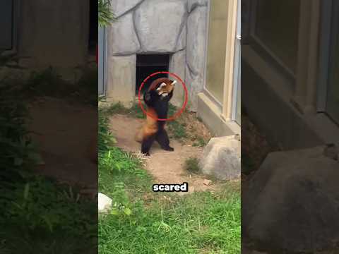 Red Panda Got Scared by a Rock 