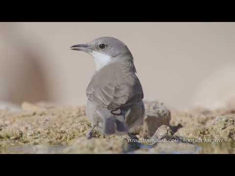 Orphean warbler drinking (Curruca crassirostris)