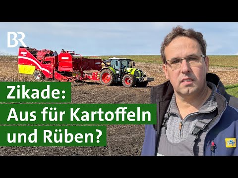 Große Schäden bei Kartoffeln und Zuckerrüben: Zikaden übertragen Krankheiten | Unser Land | BR
