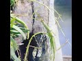 BIG ASS WALKING STICK