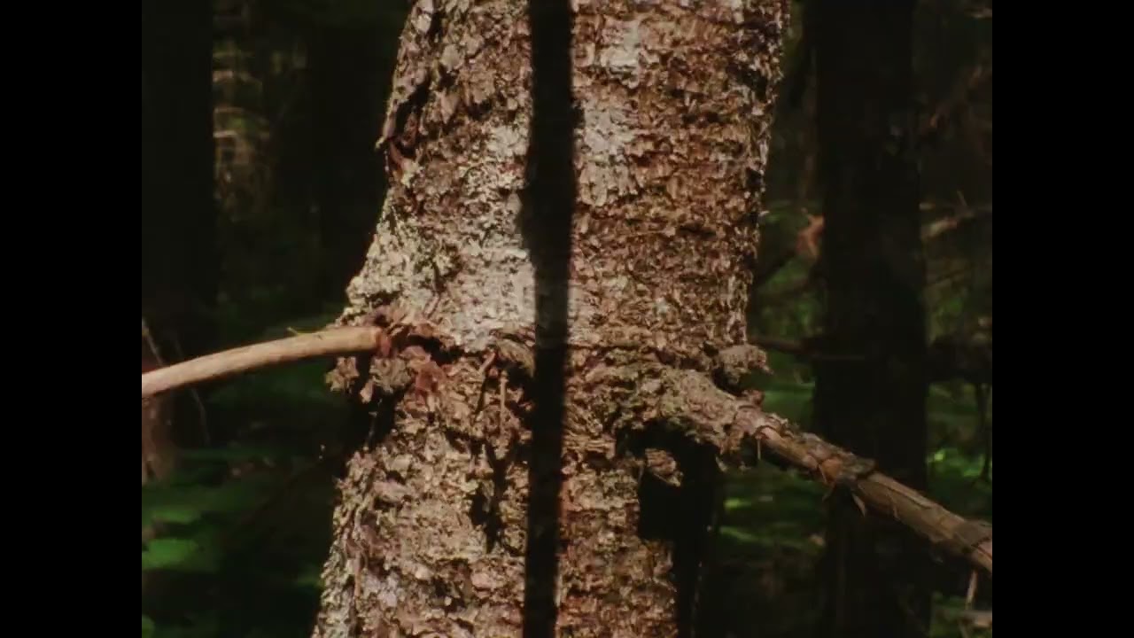 See Through the Hollowed Blue Hellebore - TRAILER