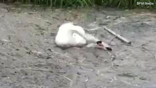 Swan desperately tries to free friend buried in silt