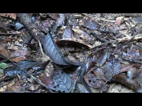 Sinharaja Forest Reserve - Sri Lanka