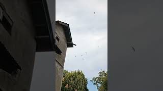 Download lagu Walet tambora mp3