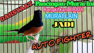 Download lagu Suara kicau burung murai batu gacor, kretekan murai ini ampuh merangsang BIRAHI dan Emosi tinggi! mp3