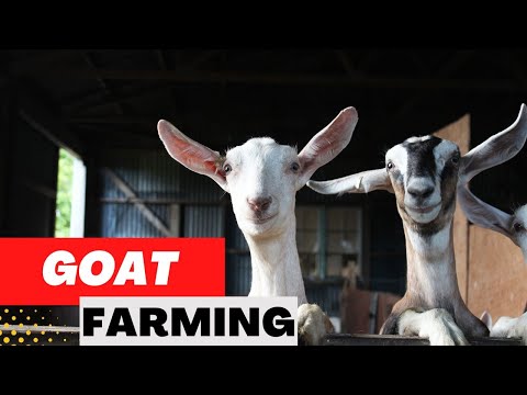 , title : 'Goat Farming Guide For Beginners - Raising Goats at your Homestead'