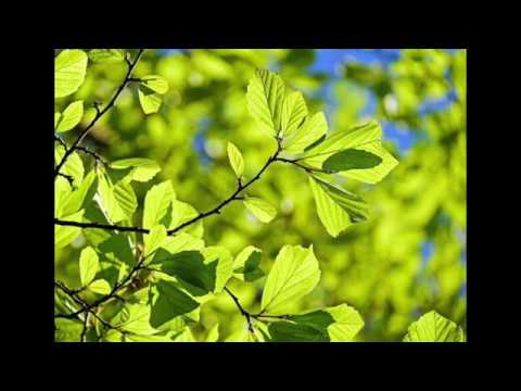 Thumbnail for Nicolas Gervasio - Feuilles de printemps by Nico