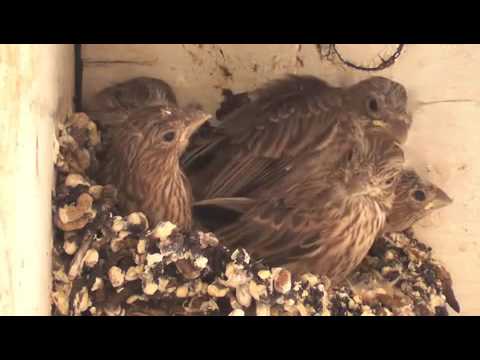 Flight: God's Technology vs. Human Technology