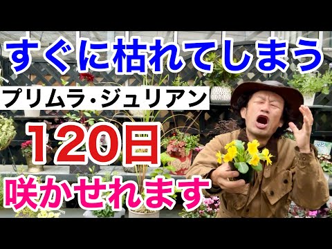 園芸 メアリーの心臓、出血する心臓、ジャネットの心臓