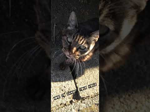 目指せ両声類？！〜How to低音強化〜