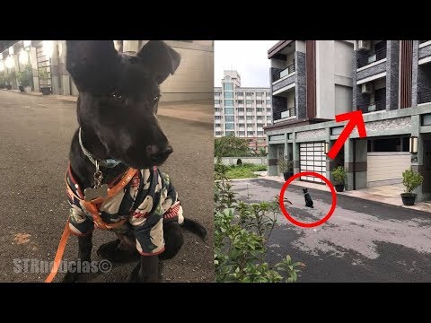 Regaña a su perro por aullar en la calle pero minutos después descubre que le ha salvado la vida Video