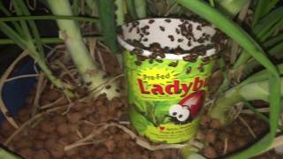 Killing Aphids with Killer Ladybugs!!!