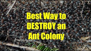 Best Way to Kill an Ant Colony