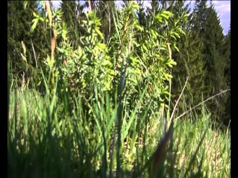 Vikloth-Paradis (neoficial)