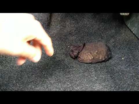 Как избавиться от тосола под ковриками в автомобиле ВАЗ