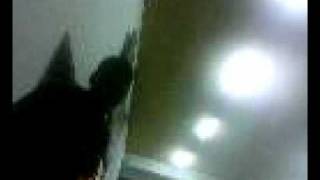 blue in green interrompu piano