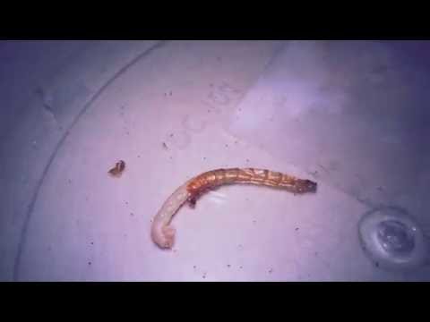 Meal worm shedding