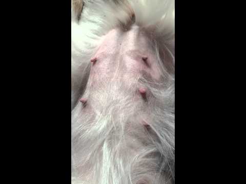 Shetlanninlammaskoira Bellan masussa myllätään. Tiineysviikkoja täynnä kahdeksan.